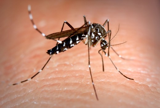 Aedes albopictus might also transmit this virus. 