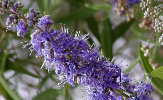 Agnus castus has long been used for regulating female hormones.