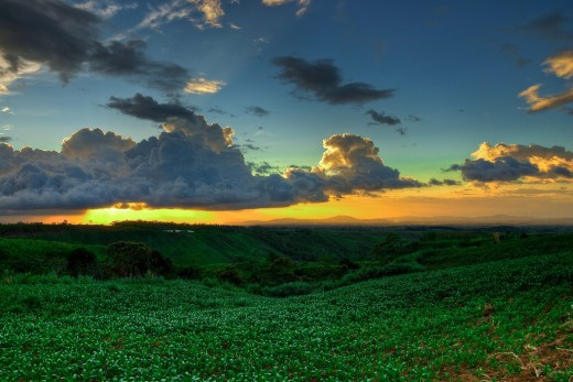 A Mindanao rainforest