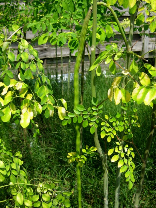 The moringa plant