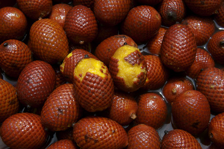 Aguaje Palm Fruit, an upcoming herbal ingredient.