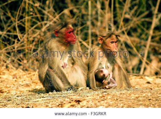 Red faced bonnet monkey