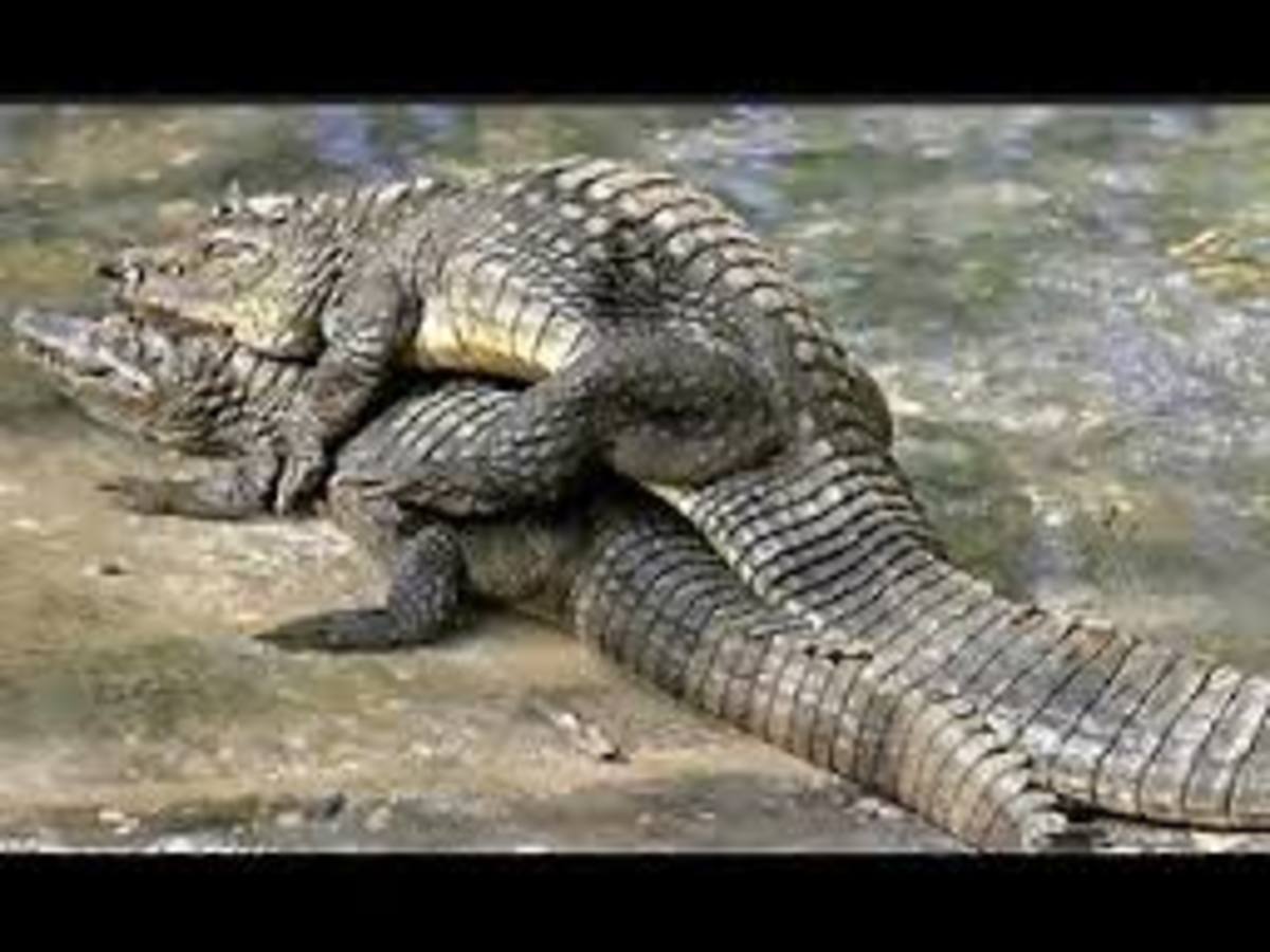 Crocodile Sex 12