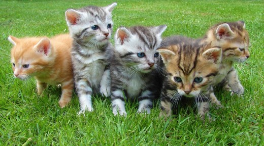 Kittens 