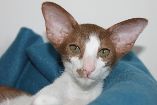 Rex Cat