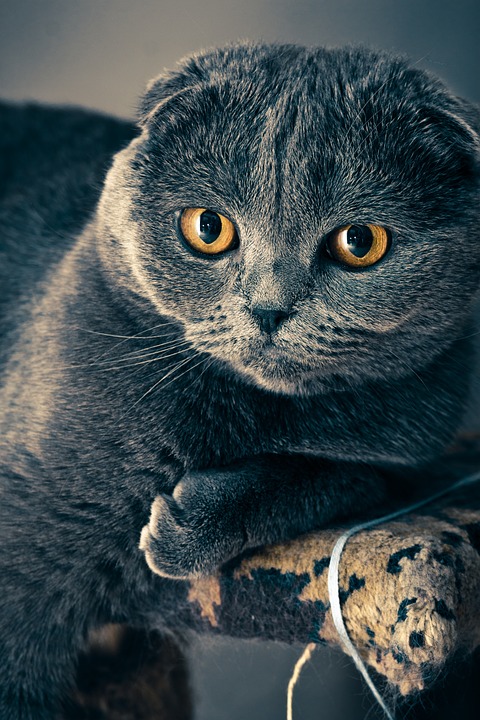 Scottish Fold Cat