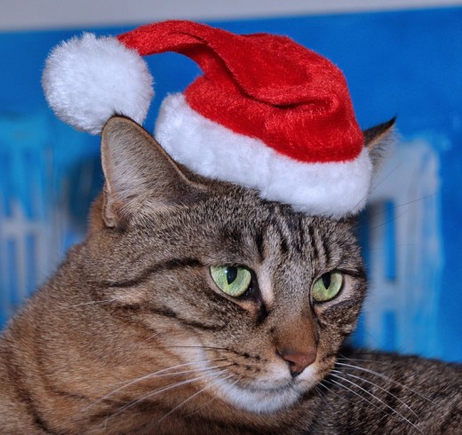 Cat Dressed Up For Christmas In A Santa Hat