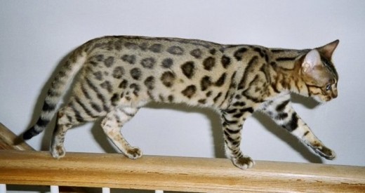 Bengal Cat