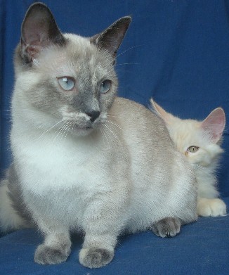 Munchkin Cat