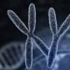 Human sexuality and Sex Chromosomes  Interactions