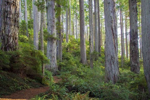 Redwood forest in Del Norte County
