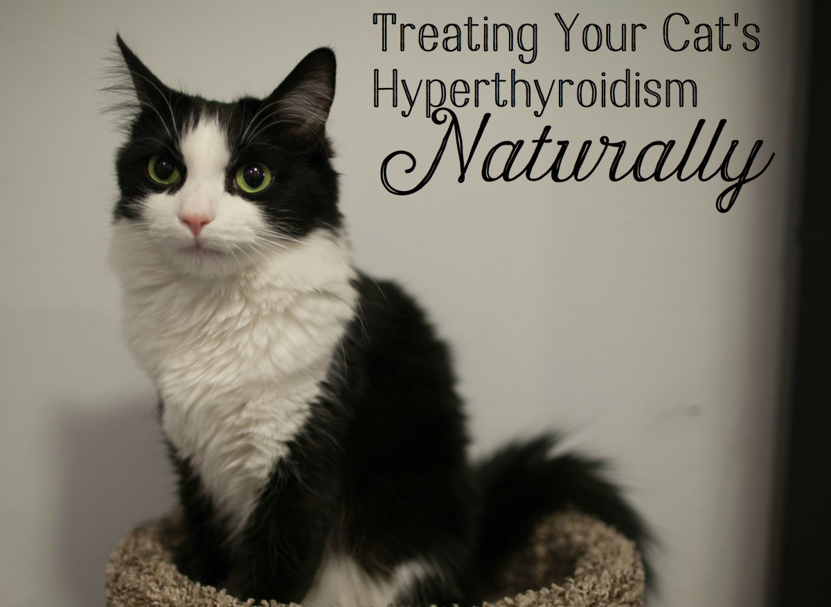 thyroid meds for cats