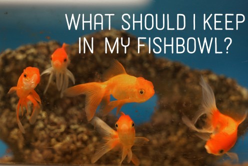 What Is the Best Fish to Keep in a Fish Bowl? What Is the Best Fish to Keep in a Fish Bowl?