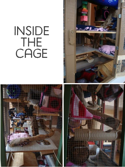Rat Cages And Toys 107