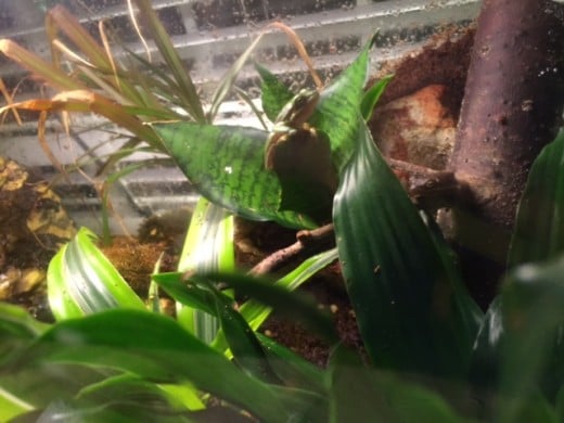 "Can you see both of us?"  Green tree frogs like to blend in to their surroundings.