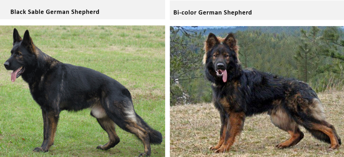 Long Haired Black Sable German Shepherd