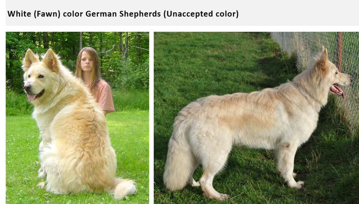 German Shepherd Color Chart