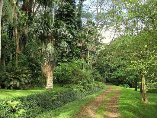 One of the many trails at Lyon Arboretum