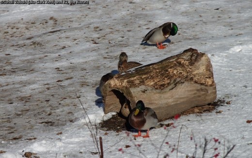 Mallards (two drakes and two ducks) are quite resilient even resting on icy surfaces.