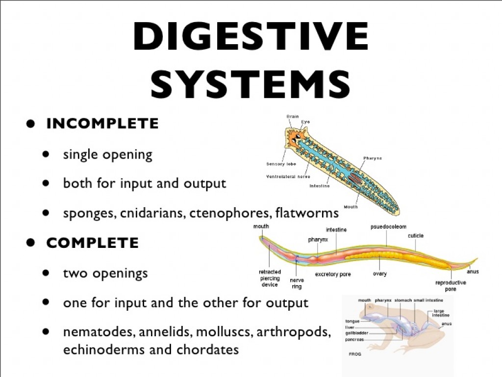 AP Biology Notes Digestive System hubpages
