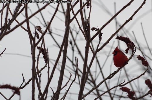 Northern Cardinal is the symbol of our winters. This shy bird moves in and out of foliage with an alarming short 'peep' call to constantly thwart any efforts of taking their shots.