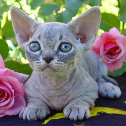 Here is a Minskin, a cross between a Munchkin cat and a hairless Sphynx Rex.