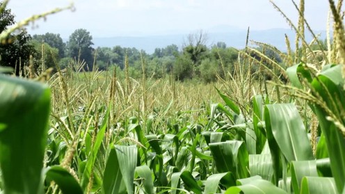 A maturing corn field