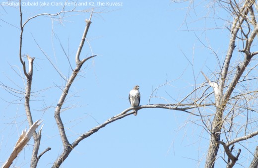 If the meadow voles, squirrels, and chipmunks are around, the red-tailed hawk will stay around too and it does in our winters.