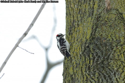 The downy woodpecker will continue to knock on trees all on its own wherever other birds abound.