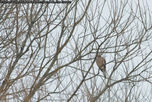 The mourning doves look fragile, but with abundance of backyard feeders, they are wintering with us.
