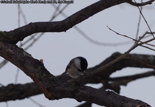 Black capped chickadees, like this one opening up a seed, can be heard loud and clear in our bush in winters.