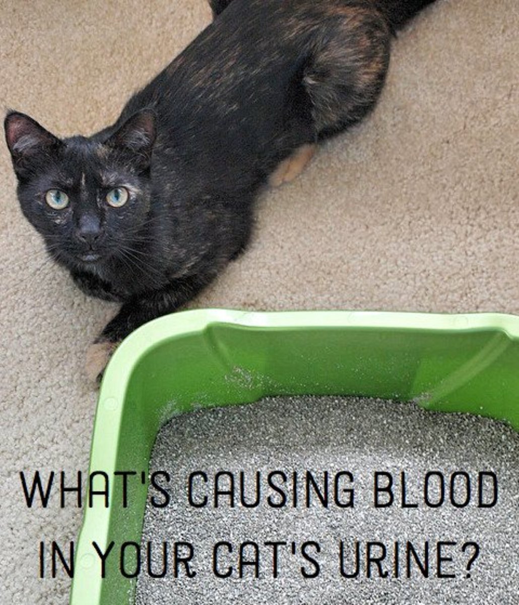 Cat Urine Color Chart