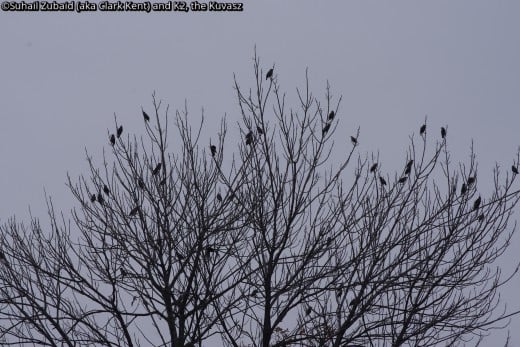 I am yet to get a close shot of these European starlings that flourish in all seasons and are looked down upon.