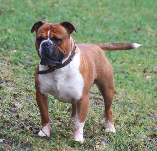 Is the Olde English Bulldogge the Right Breed For You ...