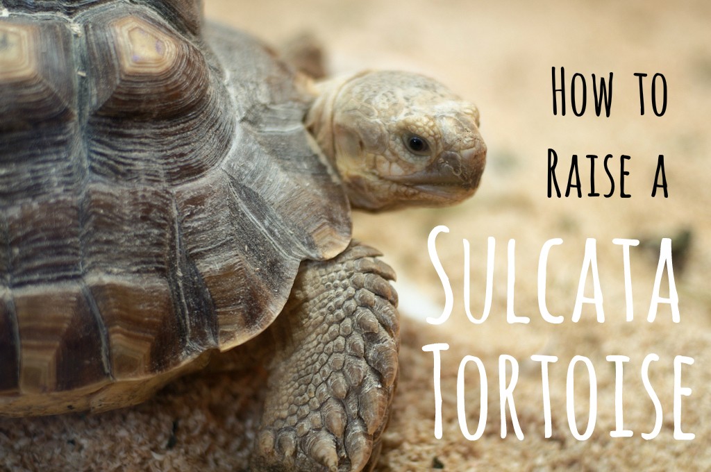 Everything You Need To Know About Raising A Sulcata Tortoise