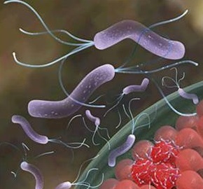 H. Pylori