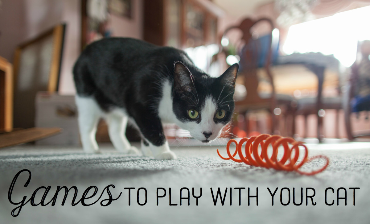Ten Easy Games You Can Play With Your Cat PetHelpful