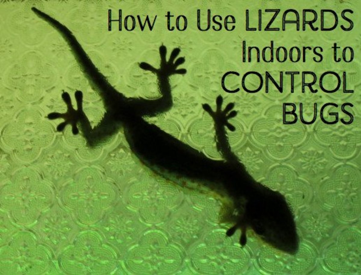 Keeping Lizards Indoors for Pest Control
