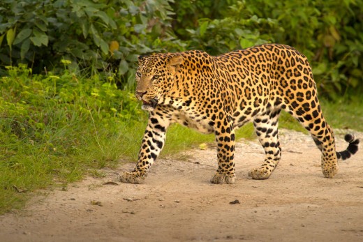 The Bold one of Kabini!
