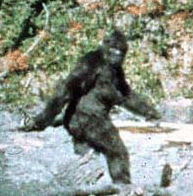 A still photo from the most famous "Bigfoot" film shot by Roger Patterson shot in 1967