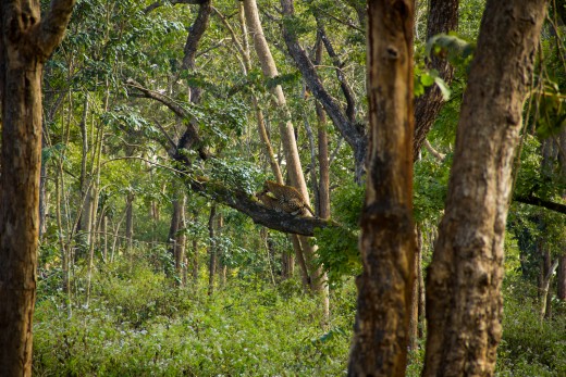 First ever Leopard sighting in Wild - Double dhamaka:  A mating leopard pair.