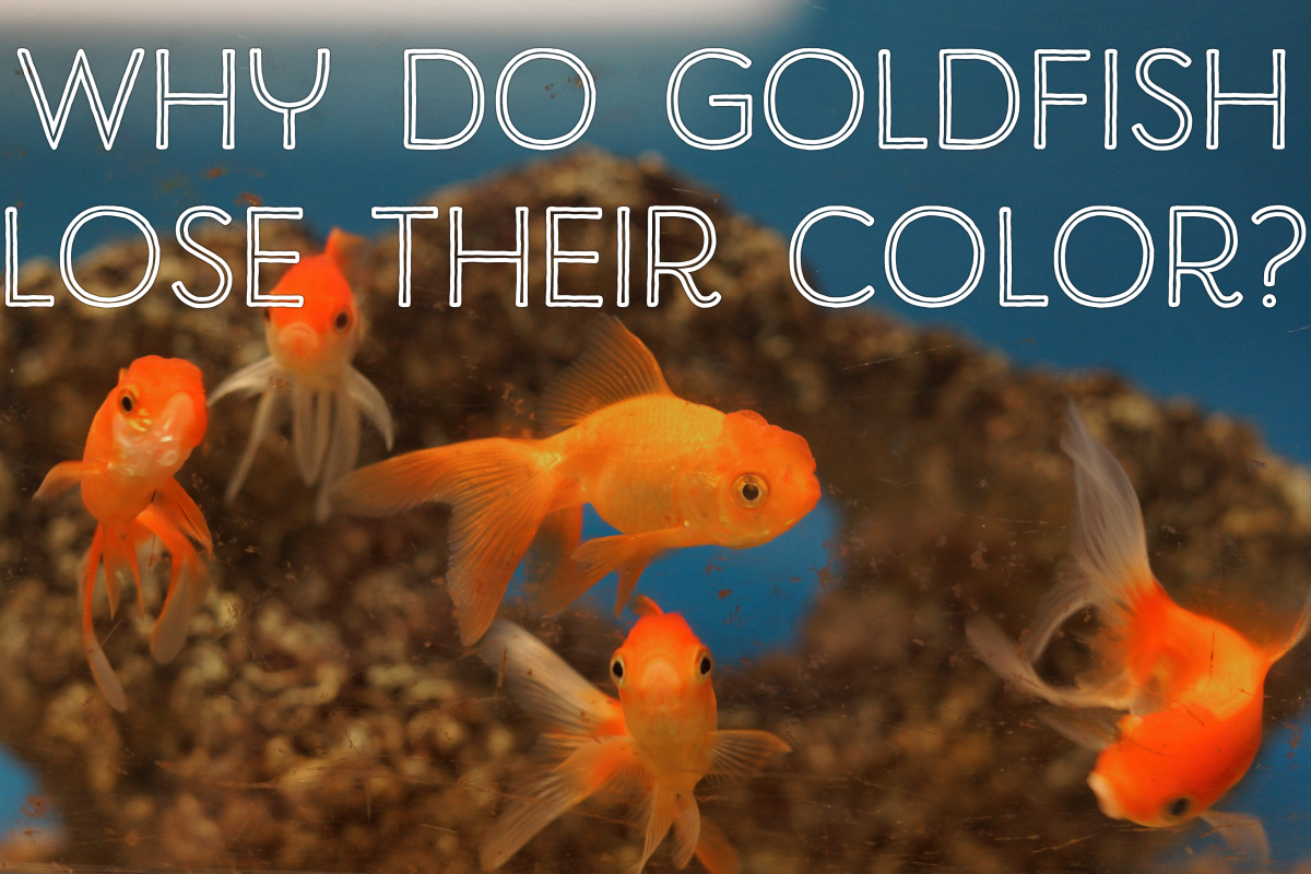Goldfish Changing Color 