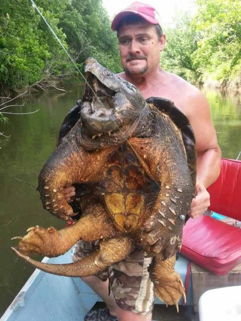 This giant snapping turtle is almost as big as the man in the photo.