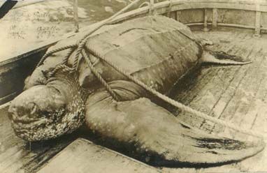 Giant Leatherback turtle.