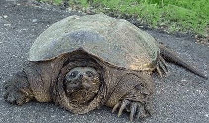 This giant snapping turtle is not only huge, but dangerous.