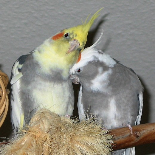 2 of  my cockateils Sunny (left) and Cloe (right).