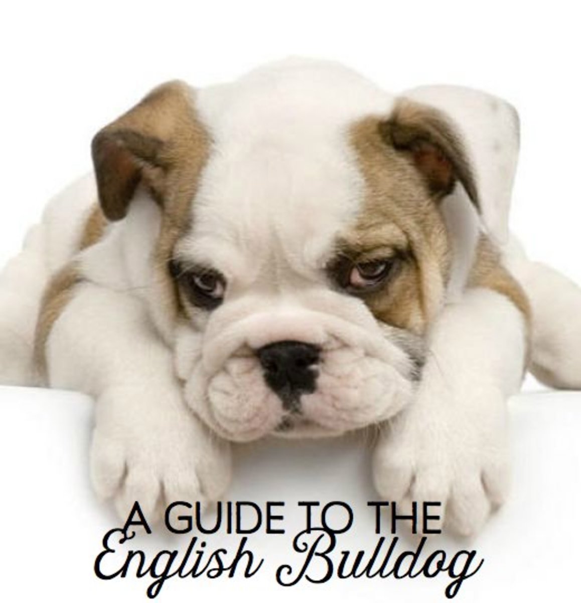 How do you get British bulldog puppies?