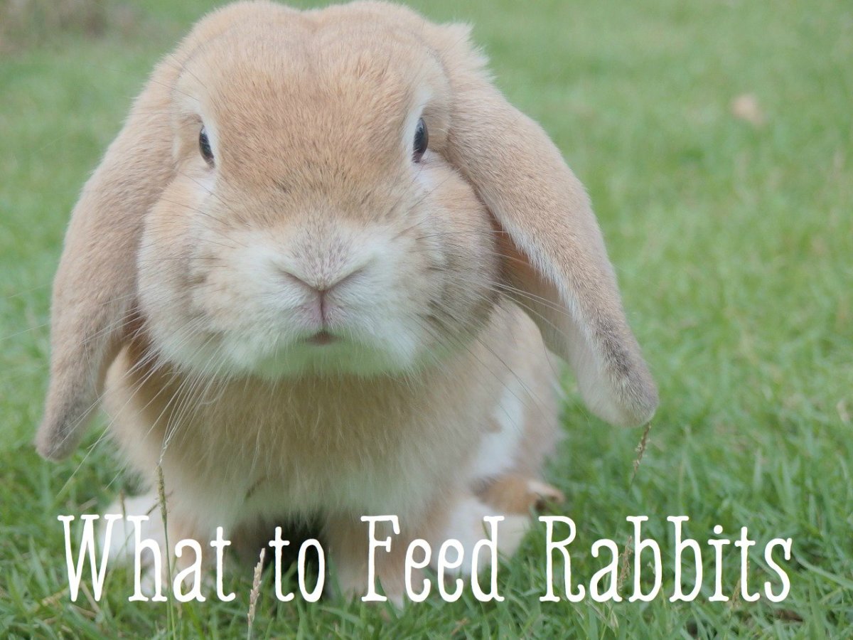 Rabbit Feeding Chart