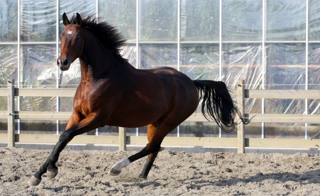 How to Handle a Scared Horse PetHelpful