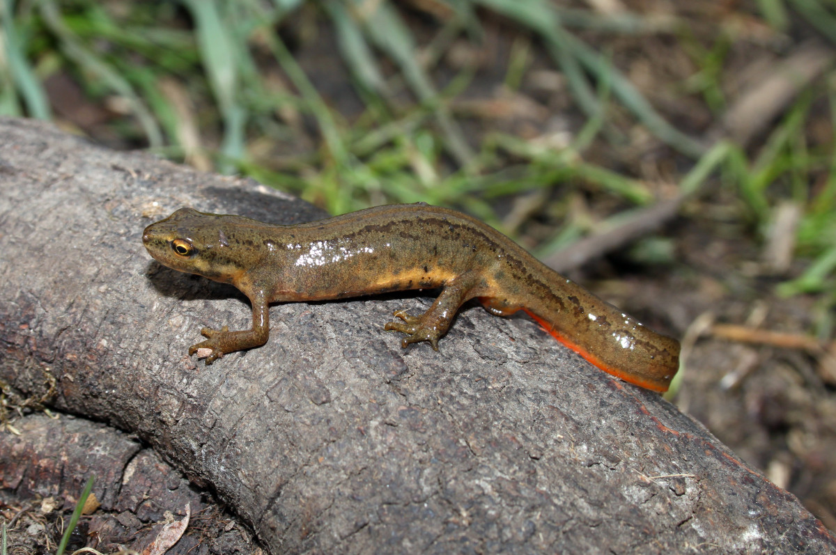 Newts, and Their Value in Medical and Environmental Fields